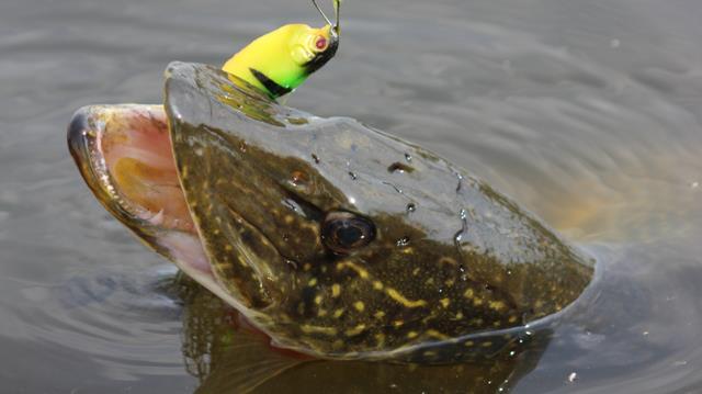 Delta Dunarii - 7.jpg